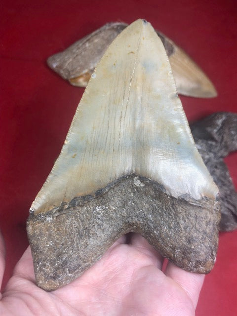 Megalodon Zahn XXL bis zu ca. 15cm naturbelassen, Otudus Megalodon, Carcharocles Megalodon, Carcharodon