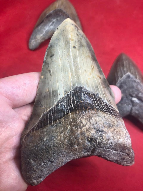Megalodon Zahn XL naturbelassen, Otudus Megalodon, Carcharocles Megalodon, Carcharodon