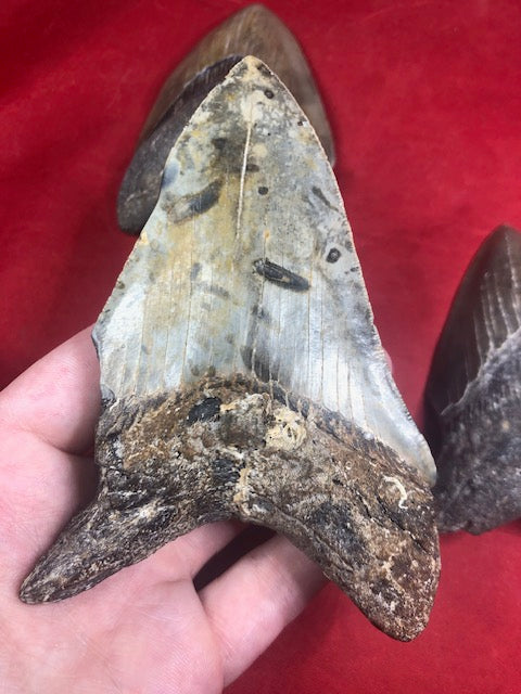 Megalodon Zahn XL naturbelassen, Otudus Megalodon, Carcharocles Megalodon, Carcharodon