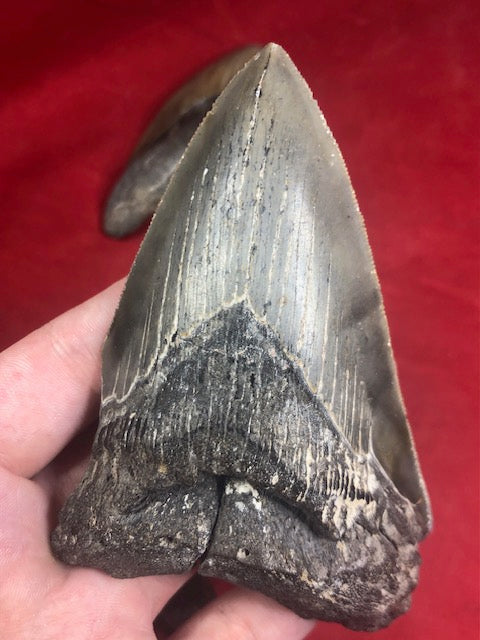 Megalodon Zahn XL naturbelassen, Otudus Megalodon, Carcharocles Megalodon, Carcharodon