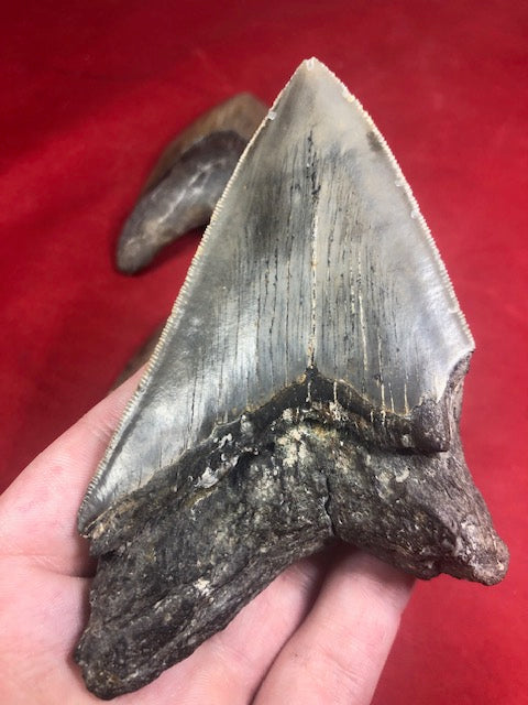Megalodon Zahn XL naturbelassen, Otudus Megalodon, Carcharocles Megalodon, Carcharodon