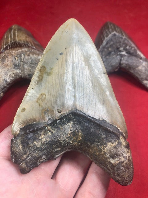 Megalodon Zahn XL naturbelassen, Otudus Megalodon, Carcharocles Megalodon, Carcharodon