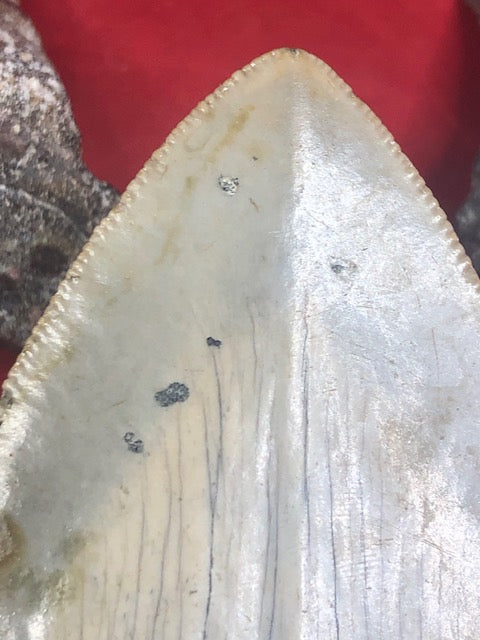 Megalodon Zahn XL naturbelassen, Otudus Megalodon, Carcharocles Megalodon, Carcharodon