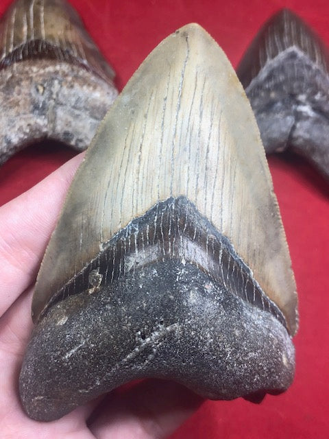 Megalodon Zahn XL naturbelassen, Otudus Megalodon, Carcharocles Megalodon, Carcharodon