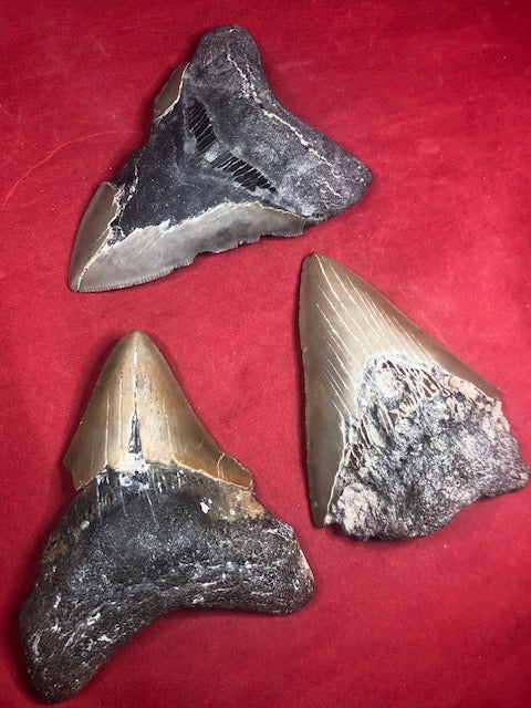 Megalodon Zahn XL naturbelassen, Otudus Megalodon, Carcharocles Megalodon, Carcharodon, teilweise mit Fossilien