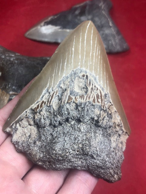 Megalodon Zahn XL naturbelassen, Otudus Megalodon, Carcharocles Megalodon, Carcharodon, teilweise mit Fossilien
