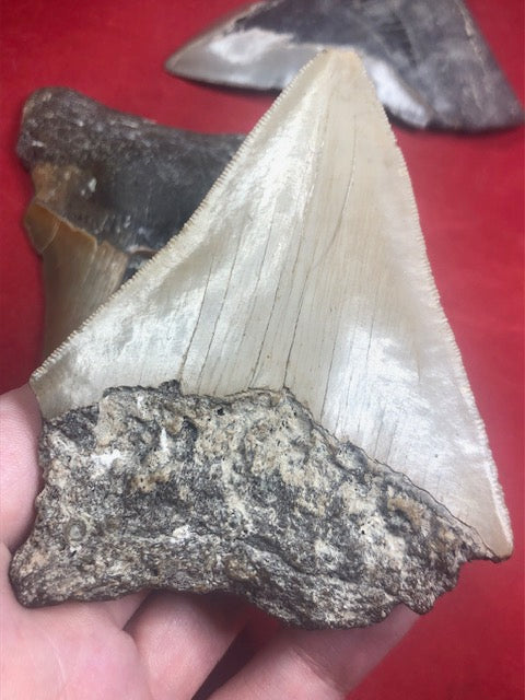 Megalodon Zahn XL naturbelassen, Otudus Megalodon, Carcharocles Megalodon, Carcharodon, teilweise mit Fossilien