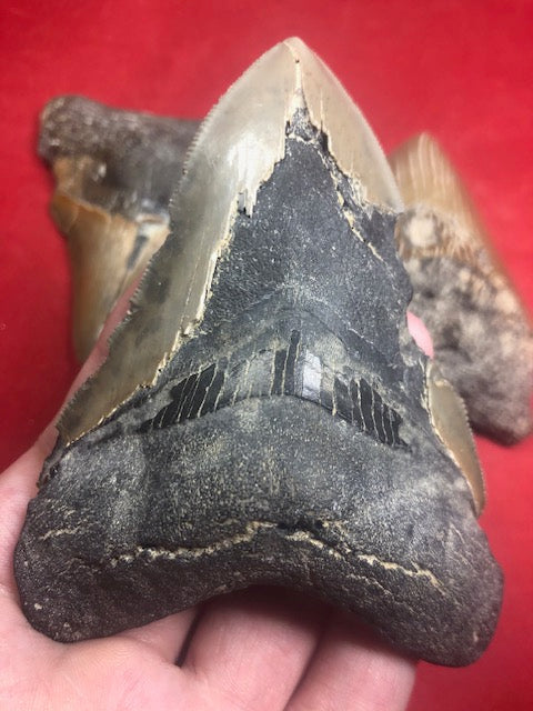 Megalodon Zahn XL naturbelassen, Otudus Megalodon, Carcharocles Megalodon, Carcharodon, teilweise mit Fossilien