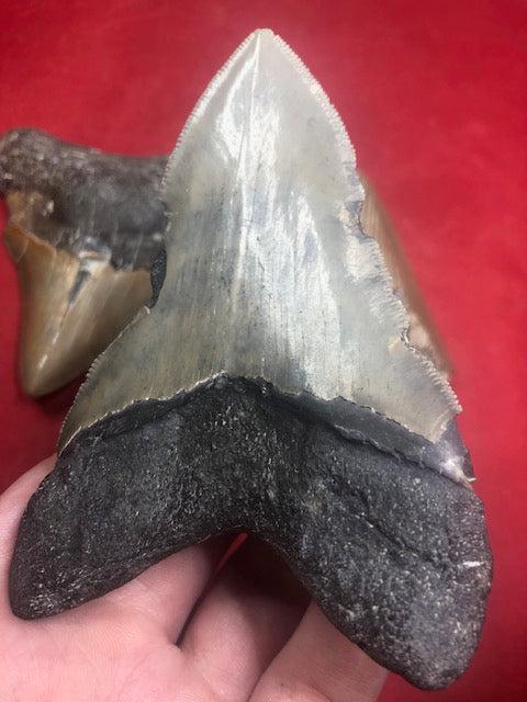 Megalodon Zahn XL naturbelassen, Otudus Megalodon, Carcharocles Megalodon, Carcharodon, teilweise mit Fossilien