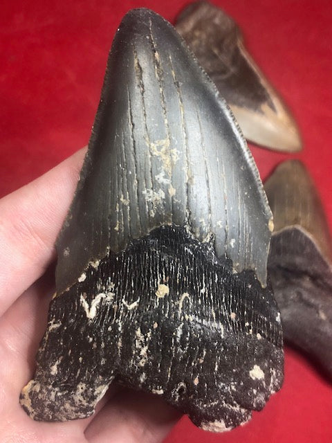Megalodon Zahn XL naturbelassen, Otudus Megalodon, Carcharocles Megalodon, Carcharodon