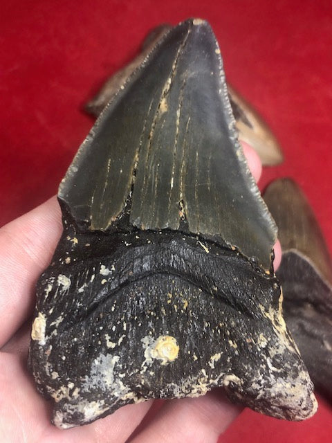 Megalodon Zahn XL naturbelassen, Otudus Megalodon, Carcharocles Megalodon, Carcharodon