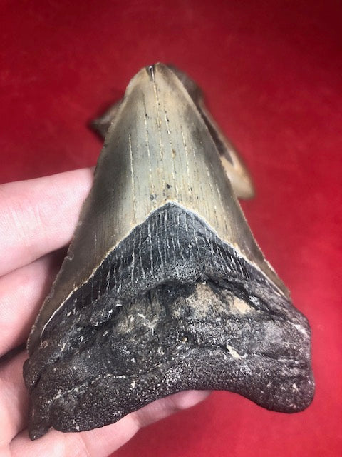Megalodon Zahn XL naturbelassen, Otudus Megalodon, Carcharocles Megalodon, Carcharodon