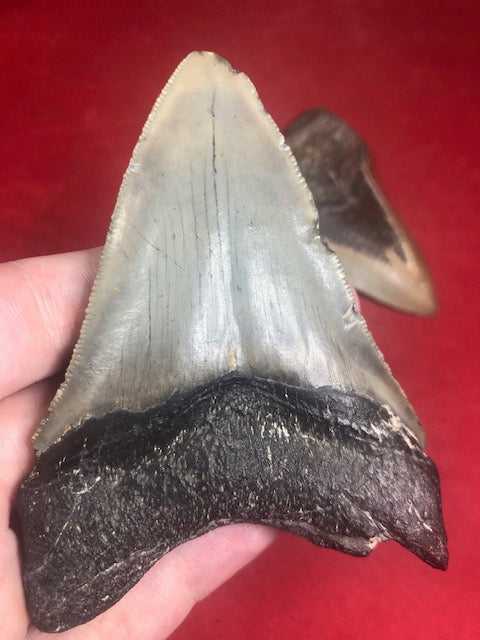 Megalodon Zahn XL naturbelassen, Otudus Megalodon, Carcharocles Megalodon, Carcharodon