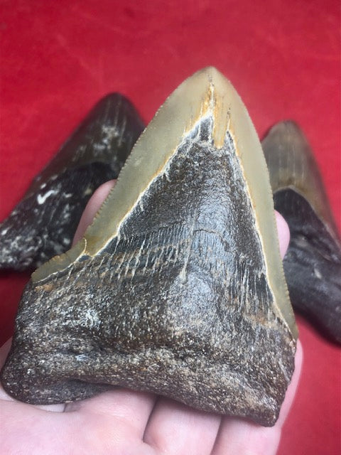 Megalodon Zahn XL naturbelassen, Otudus Megalodon, Carcharocles Megalodon, Carcharodon