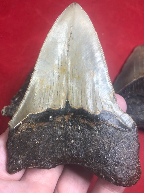 Megalodon Zahn XL naturbelassen, Otudus Megalodon, Carcharocles Megalodon, Carcharodon