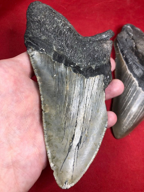 Megalodon Zahn XXL ca. 13cm naturbelassen, Otudus Megalodon, Carcharocles Megalodon, Carcharodon