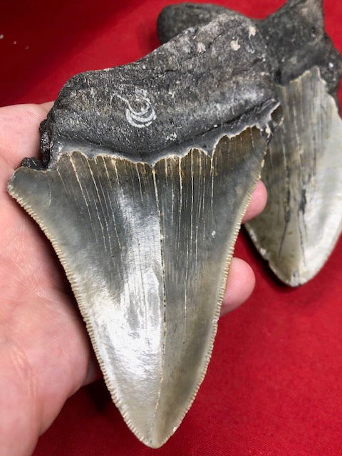 Megalodon Zahn XXL ca. 13cm naturbelassen, Otudus Megalodon, Carcharocles Megalodon, Carcharodon