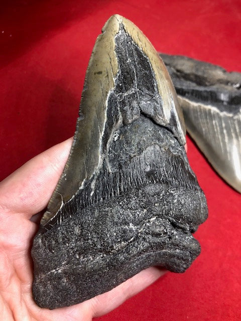 Megalodon Zahn XXL ca. 13cm naturbelassen, Otudus Megalodon, Carcharocles Megalodon, Carcharodon