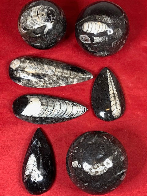 Orthoceras Fossil in schwarzem Marmor – Kugel & Handschmeichler