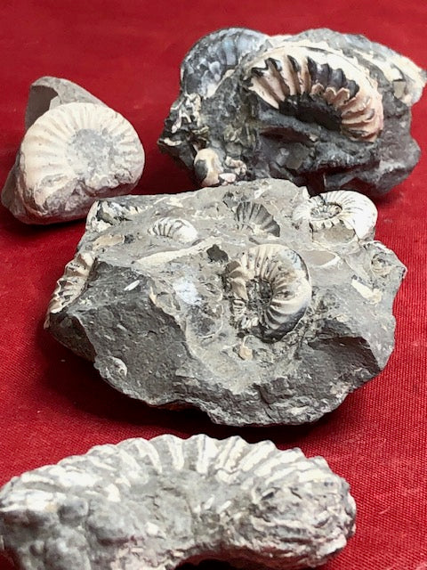 Echte Ammoniten aus Buttenheim – Fossile Urzeit-Kopffüßler mit Pyrit-Füllung