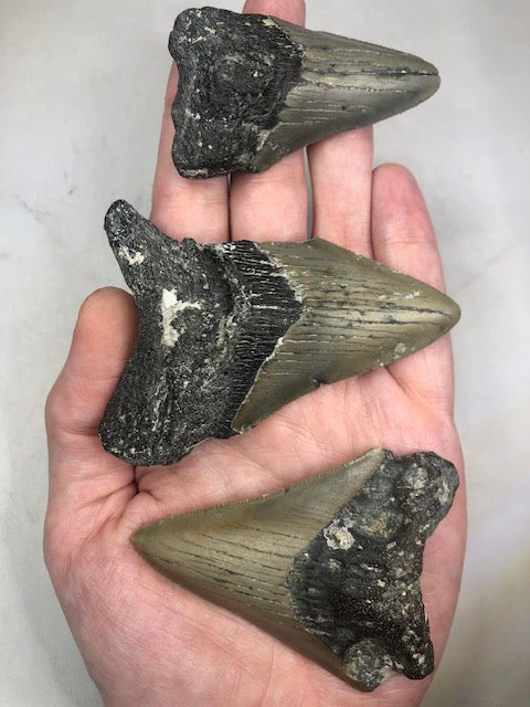 Megalodon Zahn völlig naturbelassen, sehr gute Qualität, Otudus Megalodon, Carcharocles Megalodon, Carcharodon