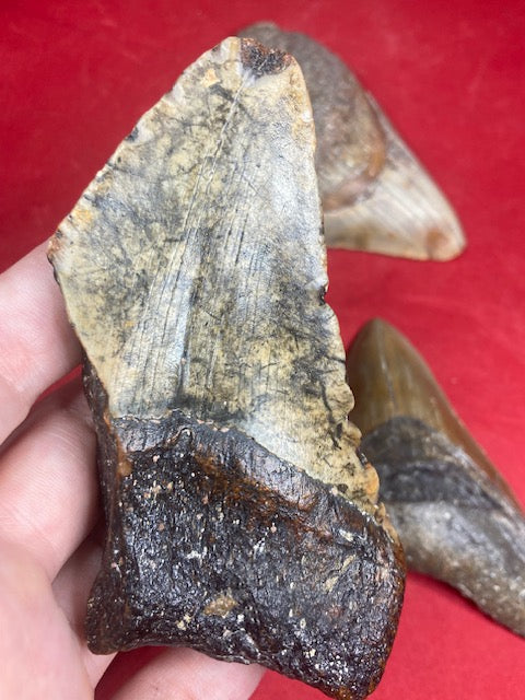 Megalodon Zahn XL naturbelassen, Otudus Megalodon, Carcharocles Megalodon, Carcharodon,