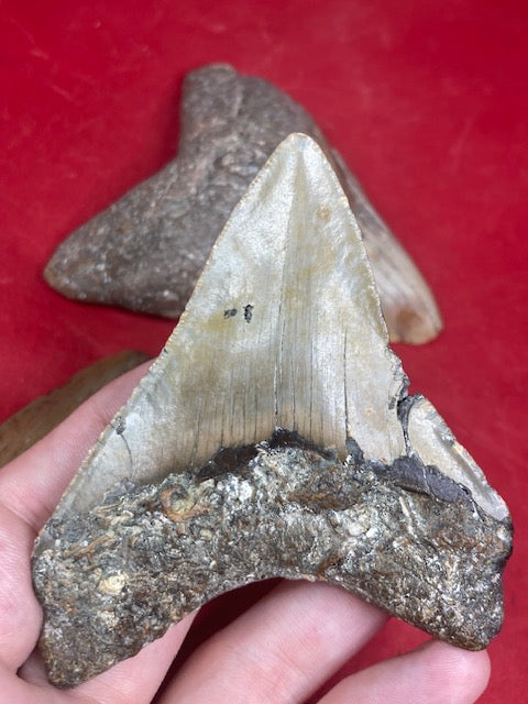 Megalodon Zahn XL naturbelassen, Otudus Megalodon, Carcharocles Megalodon, Carcharodon,