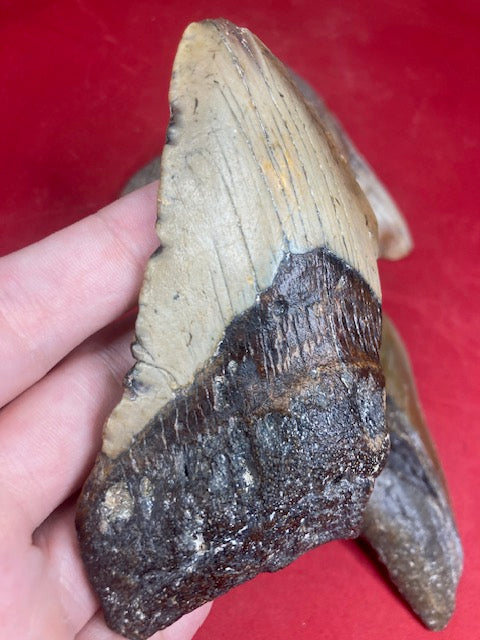 Megalodon Zahn XL naturbelassen, Otudus Megalodon, Carcharocles Megalodon, Carcharodon,