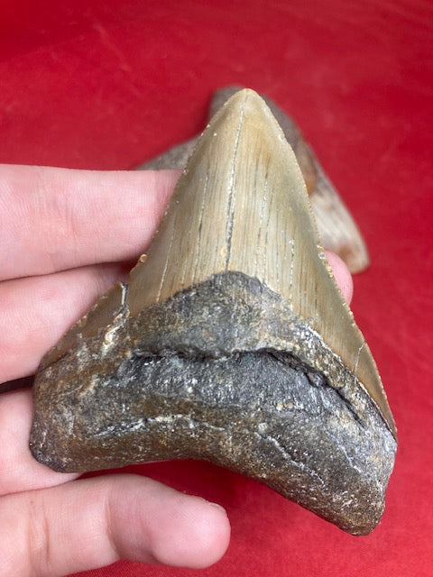 Megalodon Zahn XL naturbelassen, Otudus Megalodon, Carcharocles Megalodon, Carcharodon,