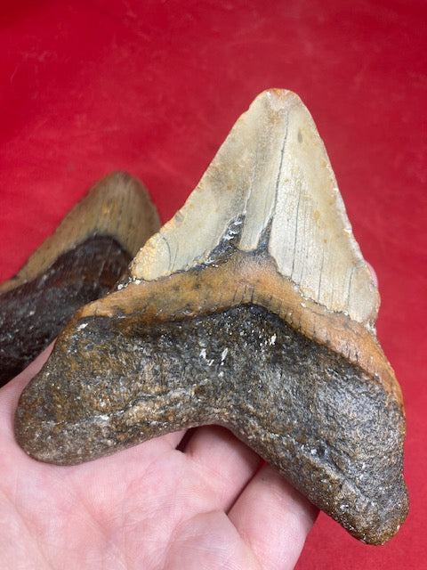 Megalodon Zahn XL naturbelassen, Otudus Megalodon, Carcharocles Megalodon, Carcharodon,