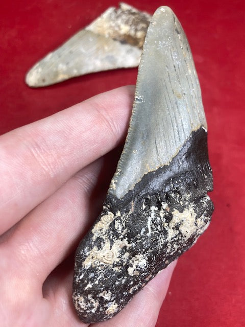Megalodon, naturbelassen, Otudus Megalodon, Carcharocles Megalodon, Carcharodon