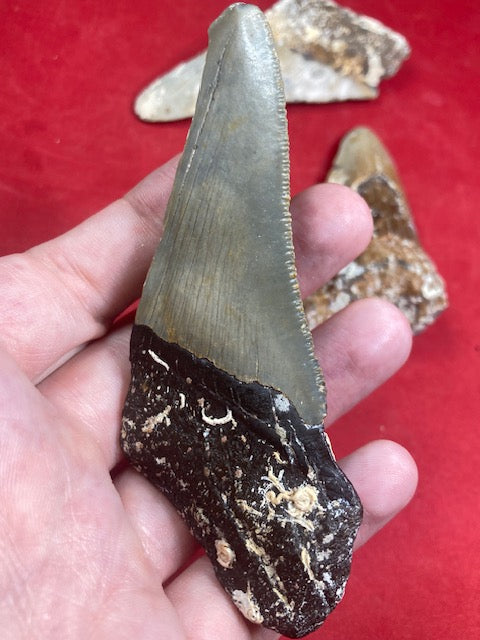 Megalodon, naturbelassen, Otudus Megalodon, Carcharocles Megalodon, Carcharodon