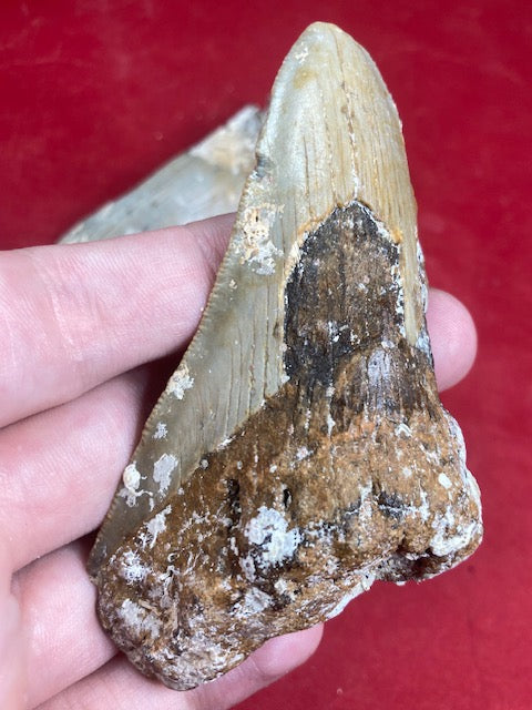 Megalodon, naturbelassen, Otudus Megalodon, Carcharocles Megalodon, Carcharodon
