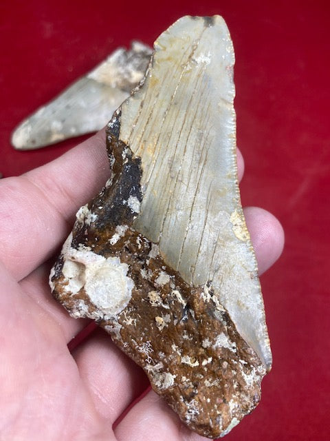 Megalodon, naturbelassen, Otudus Megalodon, Carcharocles Megalodon, Carcharodon