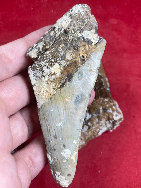 Megalodon, naturbelassen, Otudus Megalodon, Carcharocles Megalodon, Carcharodon