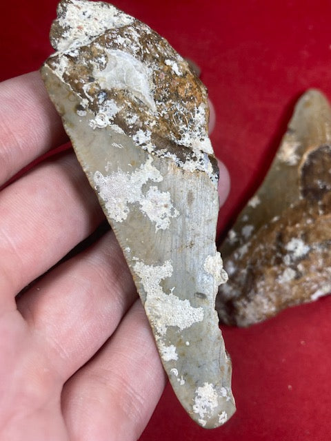 Megalodon, naturbelassen, Otudus Megalodon, Carcharocles Megalodon, Carcharodon