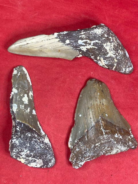 Megalodon Zahn naturbelassen, Otudus Megalodon, Carcharocles Megalodon, Carcharodon