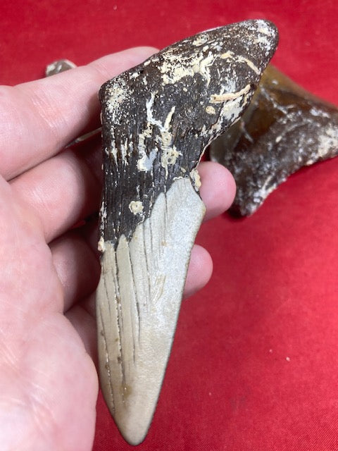 Megalodon Zahn naturbelassen, Otudus Megalodon, Carcharocles Megalodon, Carcharodon