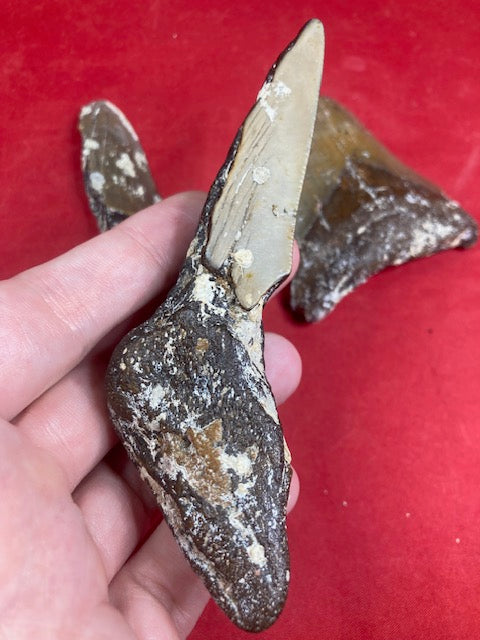 Megalodon Zahn naturbelassen, Otudus Megalodon, Carcharocles Megalodon, Carcharodon