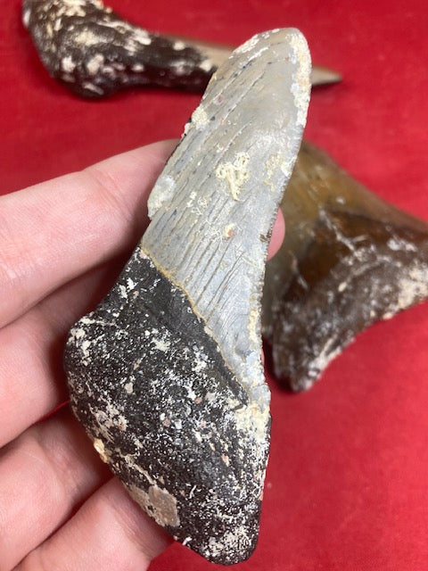 Megalodon Zahn naturbelassen, Otudus Megalodon, Carcharocles Megalodon, Carcharodon