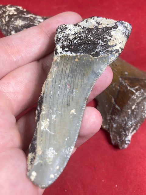 Megalodon Zahn naturbelassen, Otudus Megalodon, Carcharocles Megalodon, Carcharodon