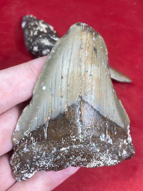 Megalodon Zahn naturbelassen, Otudus Megalodon, Carcharocles Megalodon, Carcharodon