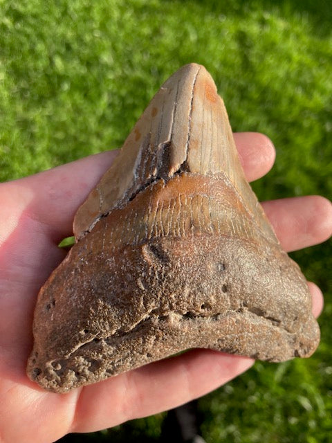 Megalodon Zahn XL naturbelassen, Otudus Megalodon, Carcharocles Megalodon, Carcharodon,