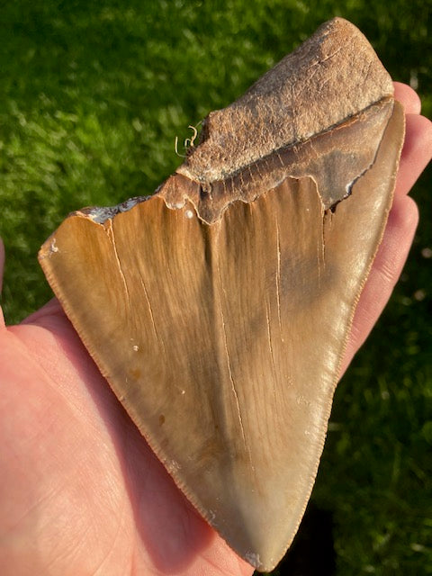Megalodon Zahn XXL bis zu ca. 15cm naturbelassen, Otudus Megalodon, Carcharocles Megalodon, Carcharodon