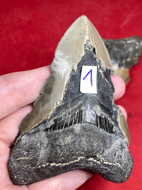 Megalodon Zahn XL naturbelassen, Otudus Megalodon, Carcharocles Megalodon, Carcharodon, teilweise mit Fossilien