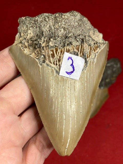 Megalodon Zahn XL naturbelassen, Otudus Megalodon, Carcharocles Megalodon, Carcharodon, teilweise mit Fossilien