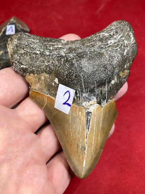 Megalodon Zahn XL naturbelassen, Otudus Megalodon, Carcharocles Megalodon, Carcharodon, teilweise mit Fossilien