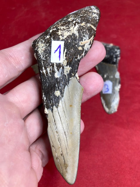 Megalodon Zahn naturbelassen, Otudus Megalodon, Carcharocles Megalodon, Carcharodon