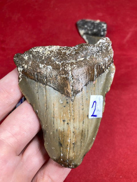 Megalodon Zahn naturbelassen, Otudus Megalodon, Carcharocles Megalodon, Carcharodon