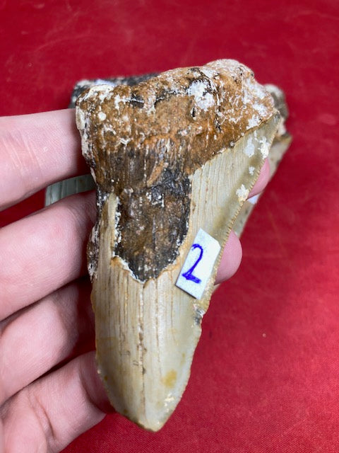 Megalodon, naturbelassen, Otudus Megalodon, Carcharocles Megalodon, Carcharodon